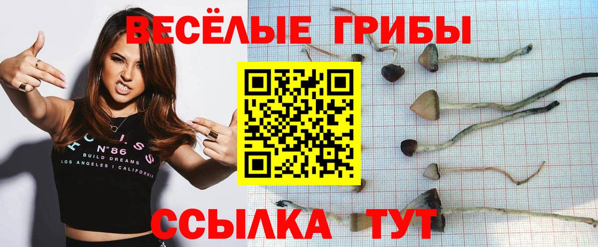 Псилоцибиновые грибы Psilocybine cubensis Вольск